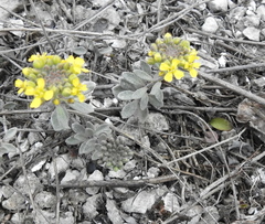 Alyssum montanum gmelinii