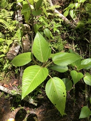Touchardia latifolia