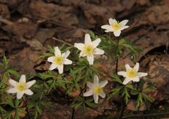 Anemonoides nemorosa