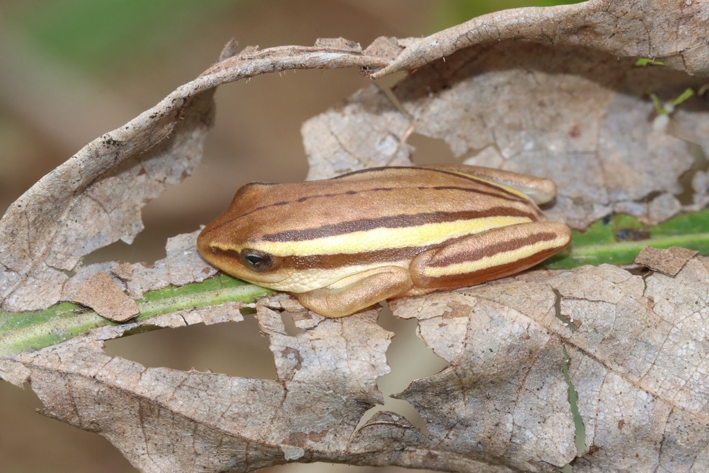 Ivory Coast Reed Frog (Hyperolius lamottei)