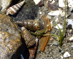 Batillaria attramentaria