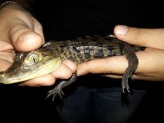 Caiman crocodilus fuscus
