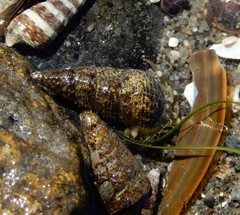 Batillaria attramentaria