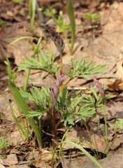 Corydalis cava