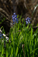 Muscari parviflorum
