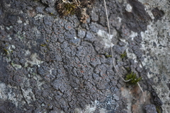 Fuscopannaria maritima