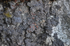 Fuscopannaria maritima