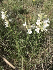 Penstemon guadalupensis