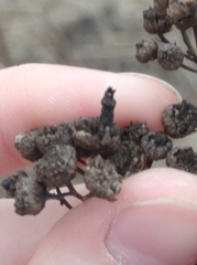 Rhopalomyia tanaceticola