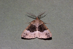 Pseudocoremia pergrata