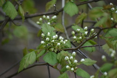 Crataegus pruinosa