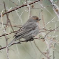 Haemorhous mexicanus