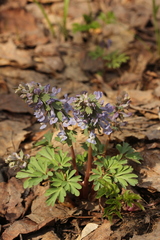 Corydalis solida