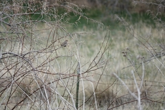 Haemorhous mexicanus