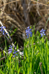 Muscari parviflorum