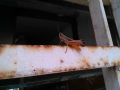 Amblytropidia australis