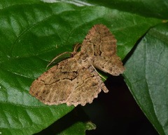 Menophra serrataria