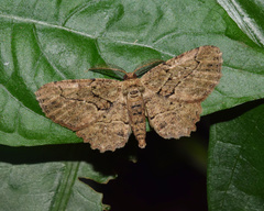 Menophra serrataria