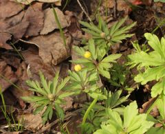 Anemonoides ranunculoides