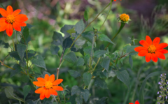 Tithonia rotundifolia image