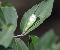 Oecanthus texensis