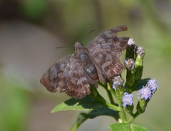 Pellicia arina