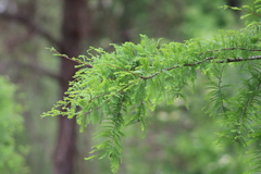Taxodium distichum