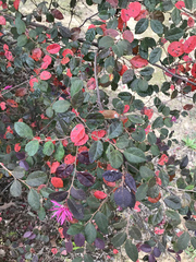 Loropetalum chinense