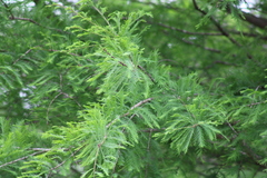 Taxodium distichum