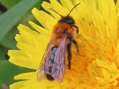 Strepsiptera
