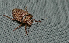 Antiteuchus macraspis