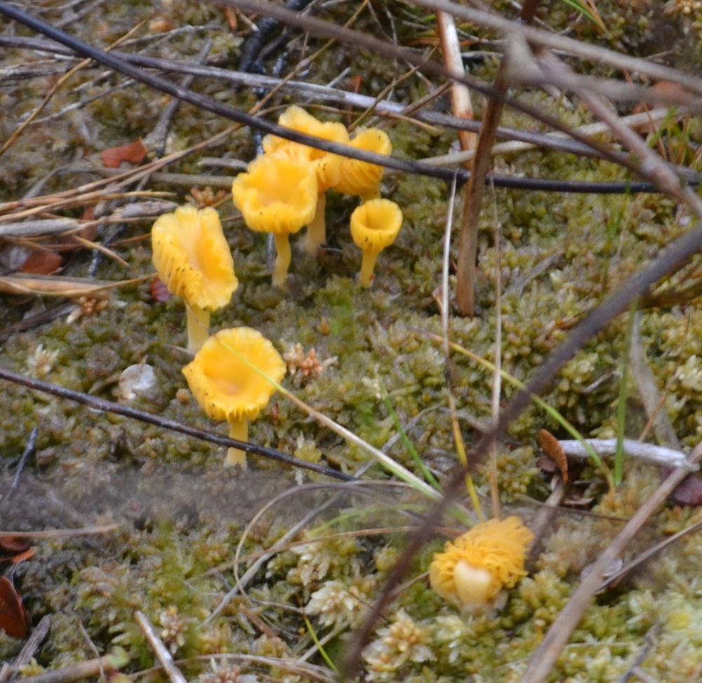 Lichenomphalia image