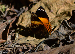 Hypanartia godmanii