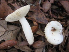 Russula perlactea