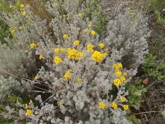 Pentzia trifida