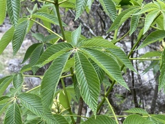 Aesculus pavia flavescens