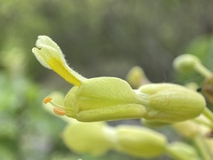 Aesculus pavia flavescens