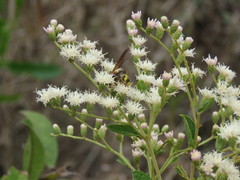 Xanthocampsomeris completa