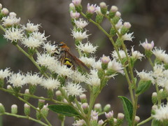 Xanthocampsomeris completa