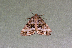 Pseudocoremia lactiflua