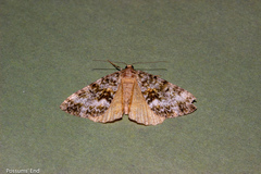 Pseudocoremia lactiflua