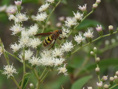 Xanthocampsomeris completa