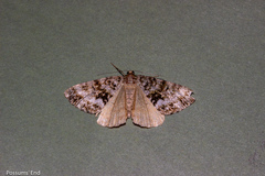 Pseudocoremia lactiflua