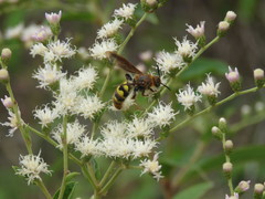 Xanthocampsomeris completa