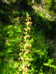 Pedicularis incarnata