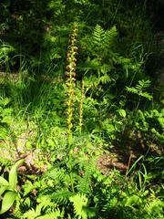 Pedicularis incarnata