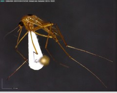 Aedes bimaculatus