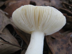 Russula perlactea