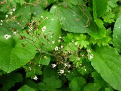 Micranthes nelsoniana aestivalis