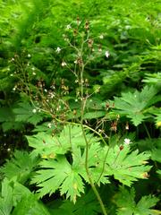 Micranthes nelsoniana aestivalis